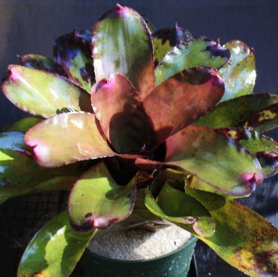Neoregelia 'Mandella' X carcharodon 'Giant' | Bromeliad Paradise