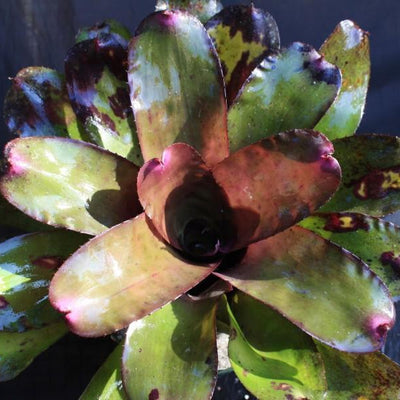 Neoregelia 'Mandella' X carcharodon 'Giant' | Bromeliad Paradise