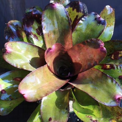 Neoregelia 'Mandella' X carcharodon 'Giant' | Bromeliad Paradise