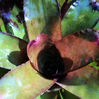 Neoregelia 'Mandella' X carcharodon 'Giant' | Bromeliad Paradise