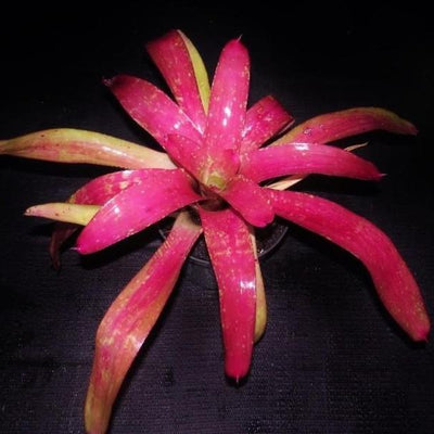 Neoregelia 'Mango Ice' | Bromeliad Paradise