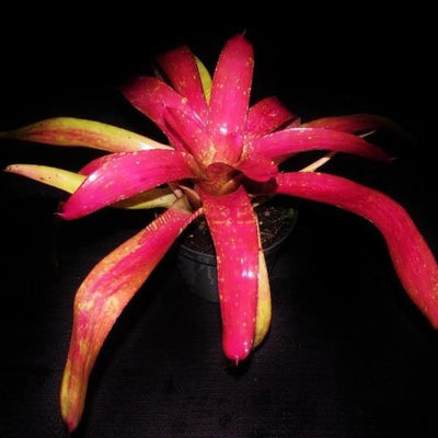 Neoregelia 'Mango Ice' | Bromeliad Paradise