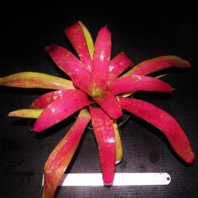 Neoregelia 'Mango Ice' | Bromeliad Paradise