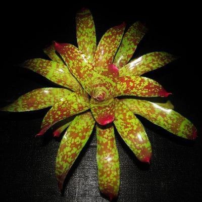 Neoregelia 'Marcon' | Bromeliad Paradise