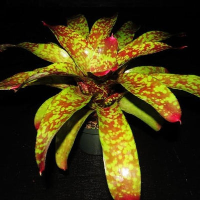 Neoregelia 'Marcon' | Bromeliad Paradise
