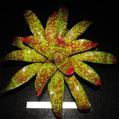 Neoregelia 'Marcon' | Bromeliad Paradise
