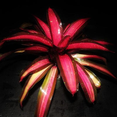 Neoregelia 'Margaret' | Bromeliad Paradise