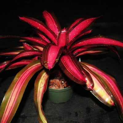 Neoregelia 'Margaret' | Bromeliad Paradise