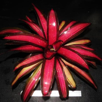 Neoregelia 'Margaret' | Bromeliad Paradise