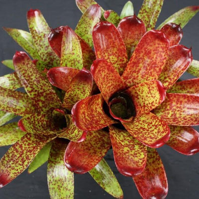 Neoregelia 'Match Point' | Bromeliad Paradise