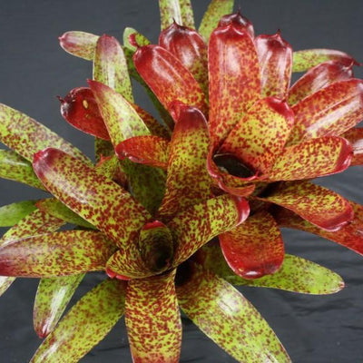 Neoregelia 'Match Point' | Bromeliad Paradise