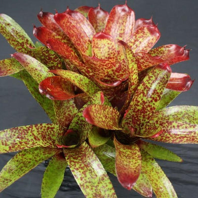 Neoregelia 'Match Point' | Bromeliad Paradise