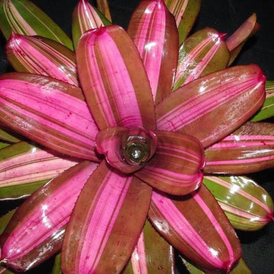 Neoregelia 'Maverick' | Bromeliad Paradise
