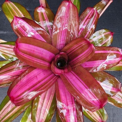 Neoregelia 'Maverick' | Bromeliad Paradise