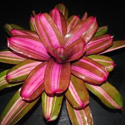Neoregelia 'Maverick' | Bromeliad Paradise