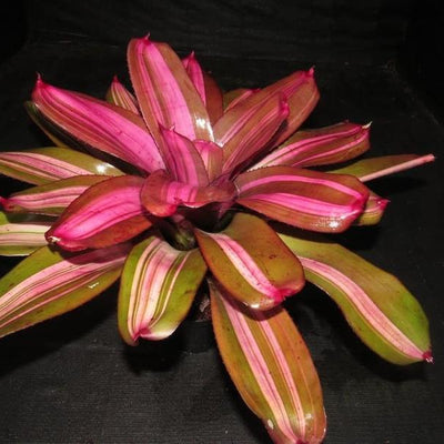 Neoregelia 'Maverick' | Bromeliad Paradise