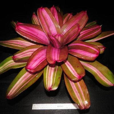 Neoregelia 'Maverick' | Bromeliad Paradise