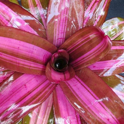 Neoregelia 'Maverick' | Bromeliad Paradise