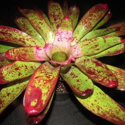 Neoregelia 'Mediterra' | Bromeliad Paradise