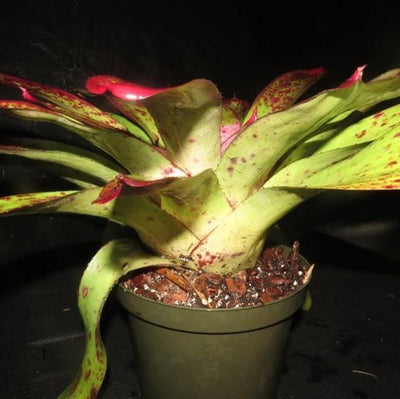 Neoregelia 'Mediterra' | Bromeliad Paradise