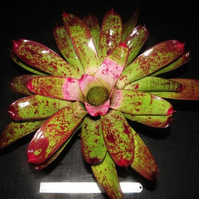 Neoregelia 'Mediterra' | Bromeliad Paradise