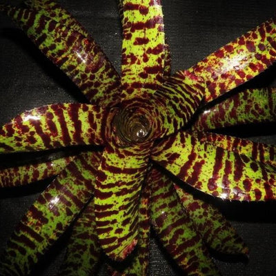 Neoregelia 'Medusa' | Bromeliad Paradise