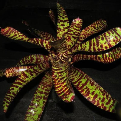 Neoregelia 'Medusa' | Bromeliad Paradise