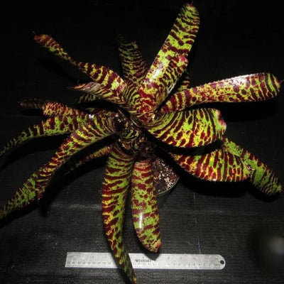 Neoregelia 'Medusa' | Bromeliad Paradise