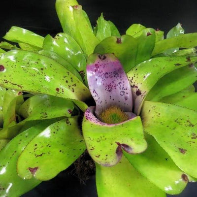Neoregelia melanodonta | Bromeliad Paradise