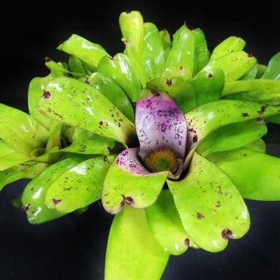 Neoregelia melanodonta | Bromeliad Paradise