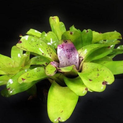 Neoregelia melanodonta | Bromeliad Paradise