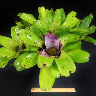 Neoregelia melanodonta | Bromeliad Paradise