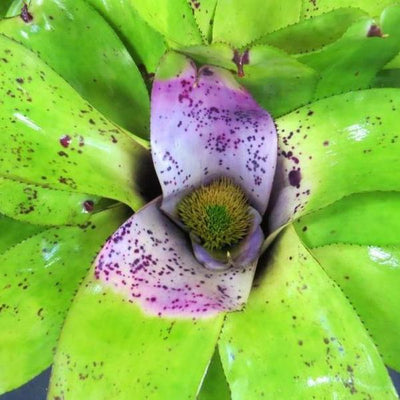 Neoregelia melanodonta | Bromeliad Paradise