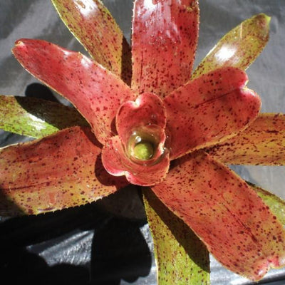 Neoregelia 'Midnight Moment' | Bromeliad Paradise