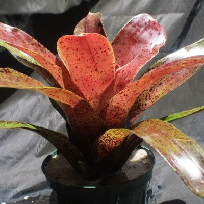 Neoregelia 'Midnight Moment' | Bromeliad Paradise