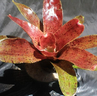 Neoregelia 'Midnight Moment' | Bromeliad Paradise