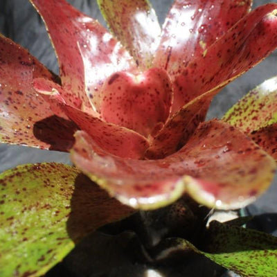 Neoregelia 'Midnight Moment' | Bromeliad Paradise