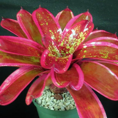 Neoregelia 'Milagro' | Bromeliad Paradise