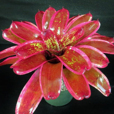 Neoregelia 'Milagro' | Bromeliad Paradise
