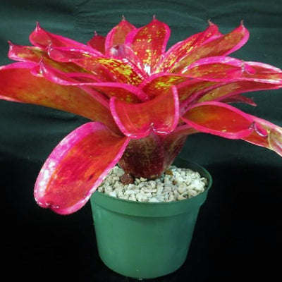 Neoregelia 'Milagro' | Bromeliad Paradise