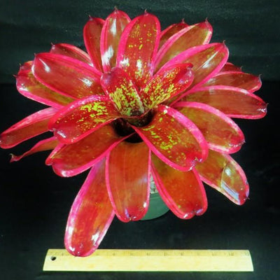 Neoregelia 'Milagro' | Bromeliad Paradise