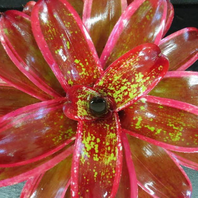 Neoregelia 'Milagro' | Bromeliad Paradise