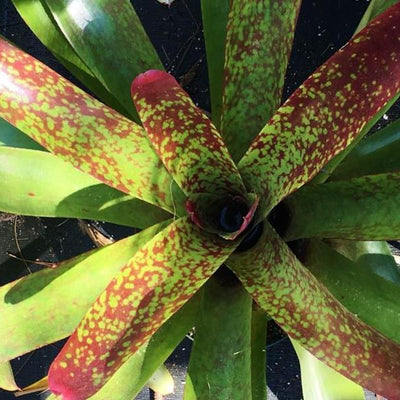 Neoregelia 'Moby Dick' | Bromeliad Paradise