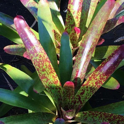 Neoregelia 'Moby Dick' | Bromeliad Paradise