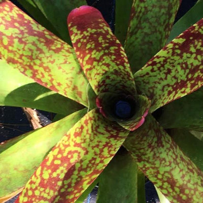 Neoregelia 'Moby Dick' | Bromeliad Paradise