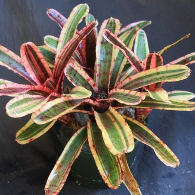 Neoregelia 'Mojo' | Bromeliad Paradise