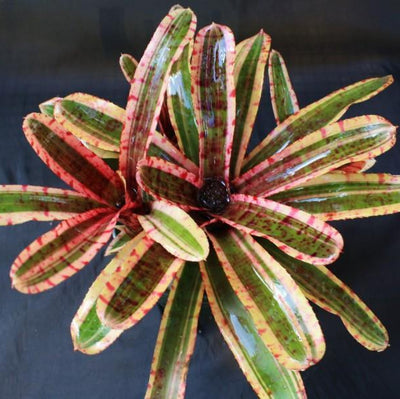 Neoregelia 'Mojo' | Bromeliad Paradise