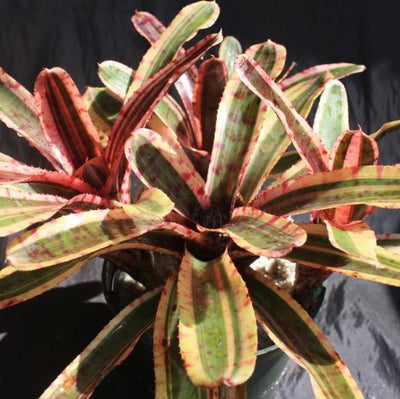 Neoregelia 'Mojo' | Bromeliad Paradise