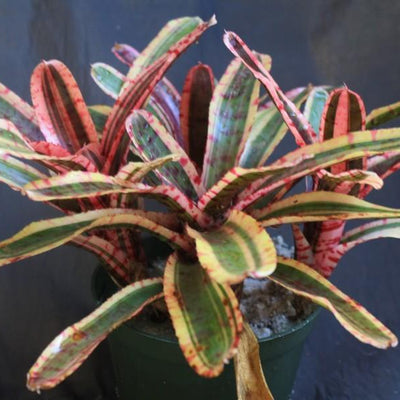 Neoregelia 'Mojo' | Bromeliad Paradise