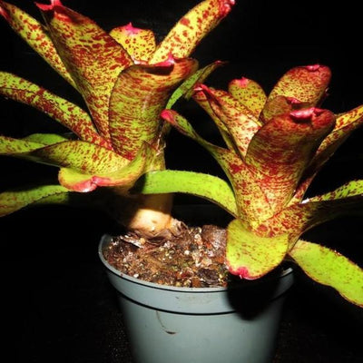 Neoregelia 'Moments Notice' | Bromeliad Paradise